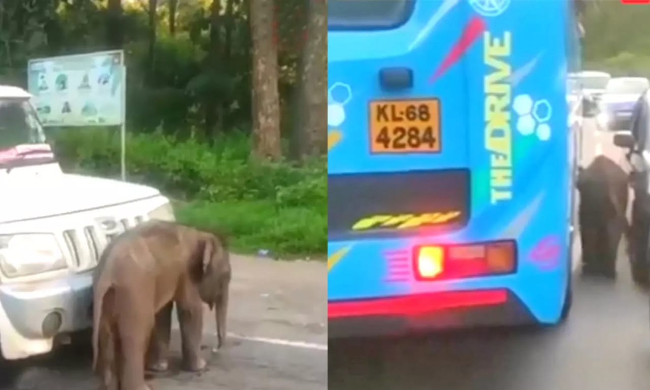 என்னோட அம்மாவ காணல… “ஒவ்வொரு வண்டியா நிறுத்தி தேடியாச்சு”… பரிதவிப்பில் குட்டி யானை… கண்ணீர் வர வைக்கும் சம்பவம்.!!